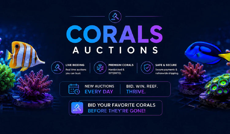 Today's Auctions