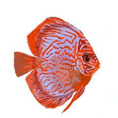 Freshwater Tank Supplies in Jordan