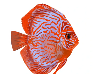 Freshwater Tank Supplies in Jordan