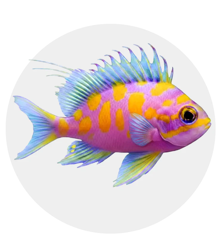 Buy Marine Fish Online in Jordan | Saltwater Fish for Reef Aquariums