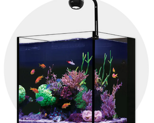 Nano Aquariums