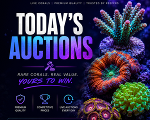 Collection image for: Today's Auctions