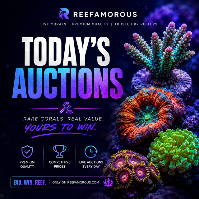 Today's Auctions