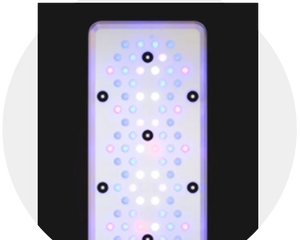 Reef Lighting in Jordan – Best LED Lights for Coral Growth & Color