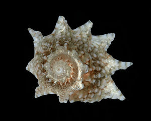 Collection image for: Snails