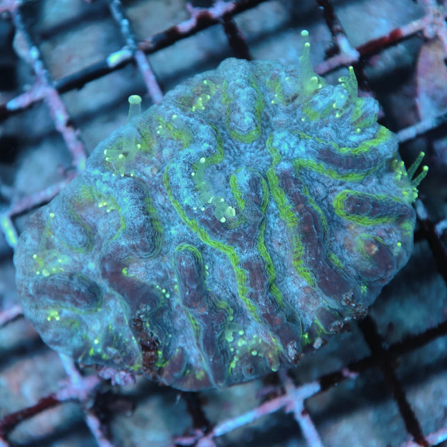 Green Maze Brain Platygyra Coral