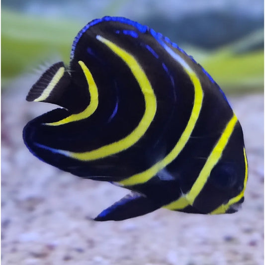 Cortez Angelfish