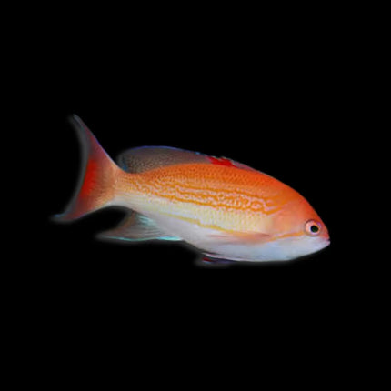 Blood Spot Anthias