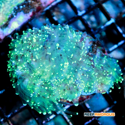 Green Maze Brain Platygyra Coral