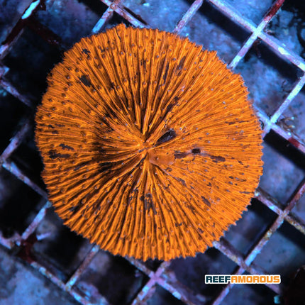 Orange Fungia Plate Coral