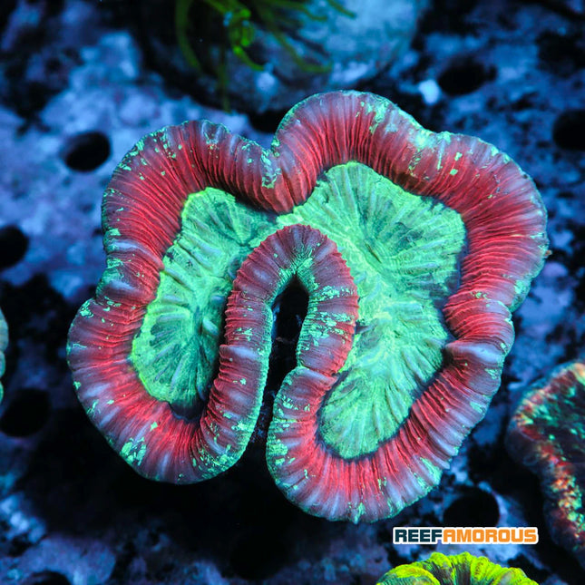 Open Brain Coral Red & Green Trachyphyllia
