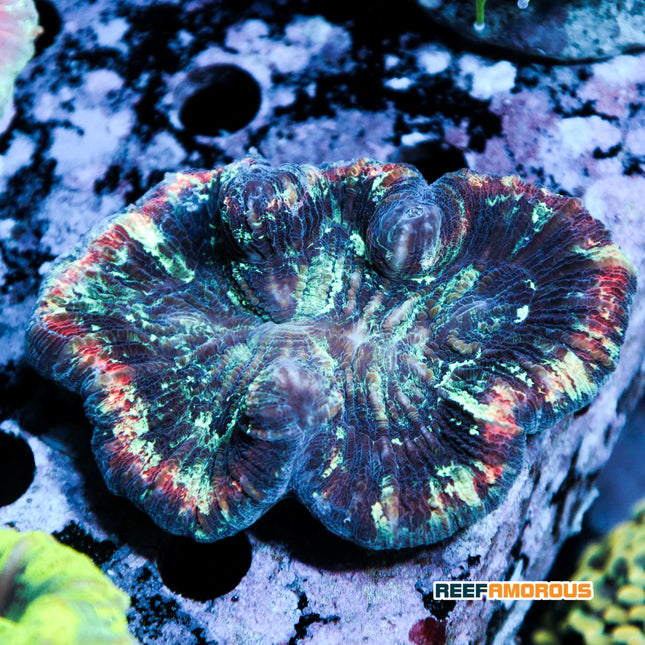 Rainbow Open Brain Coral Trachyphyllia