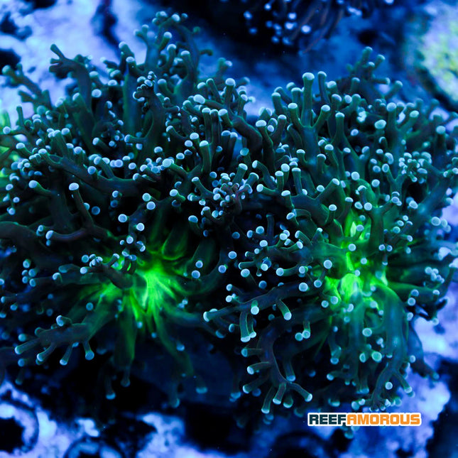 Metalic Green Branching Frogspawn 4 Heads