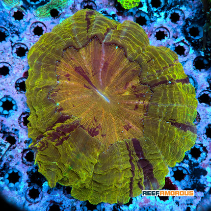 Gold Donut Coral (Large)