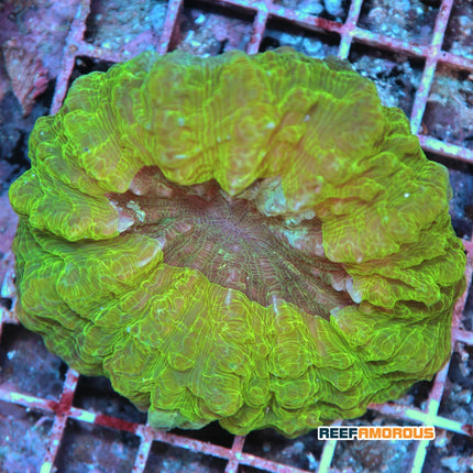 Green Indophyllia Coral