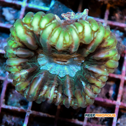 Green Cynarina Button Coral