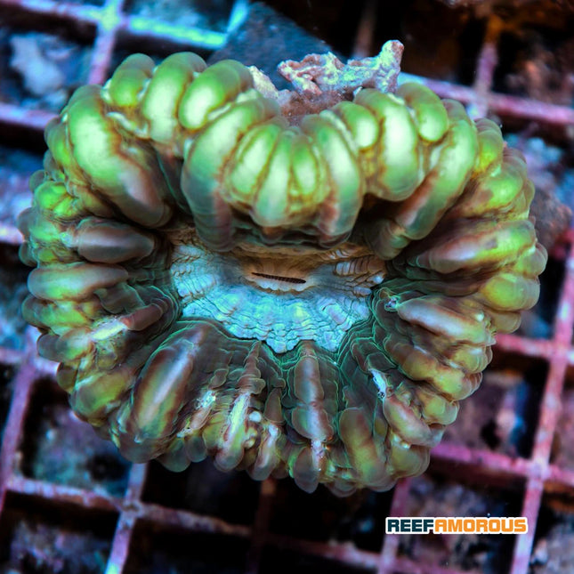 Green Cynarina Button Coral