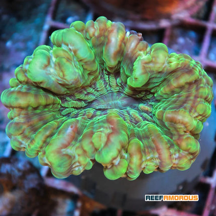 Green Cynarina Button Coral
