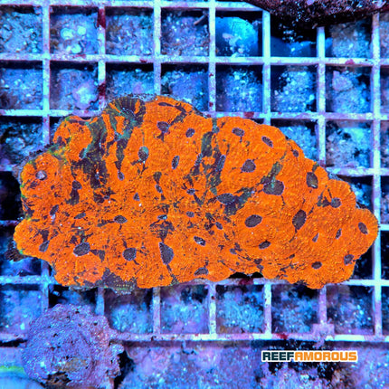Acan Brain Coral - Orange