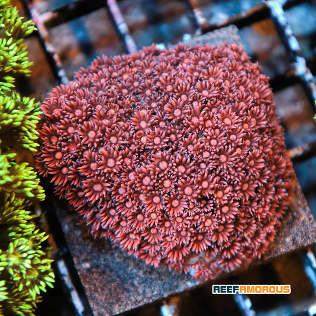 Pink Goniopora/Flower Pot Coral