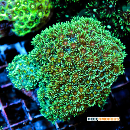 Ultra Green Yellow Heart Goniopora/Flower Pot Coral