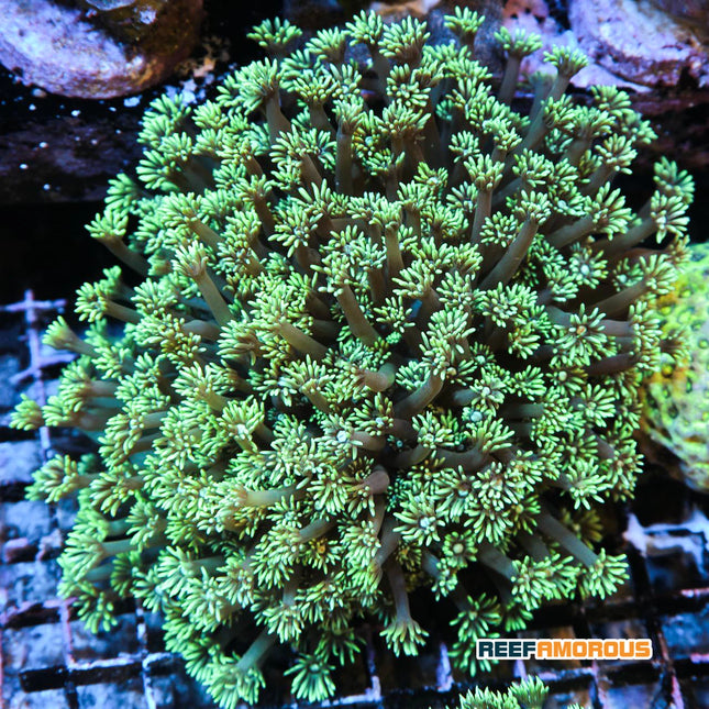 Large Green Goniopora/Flower Pot Coral