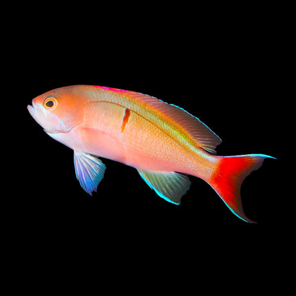 Red-Bar Anthias