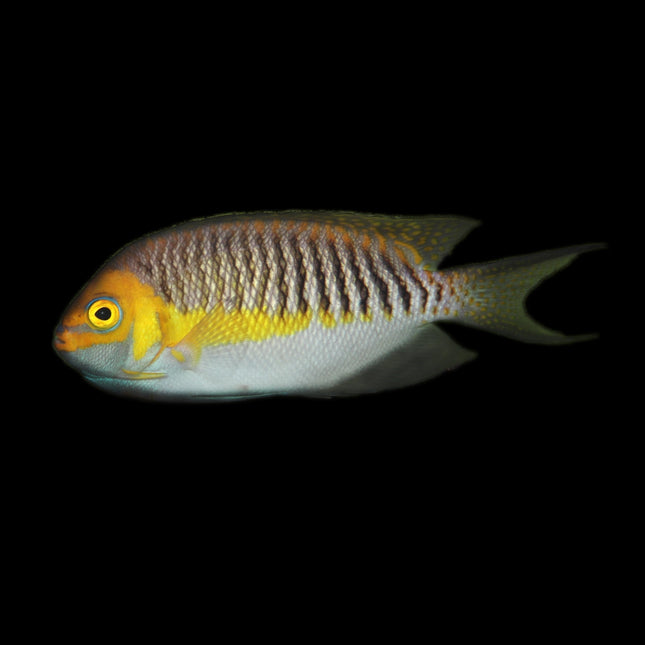 Masked Swallowtail Angelfish - Male