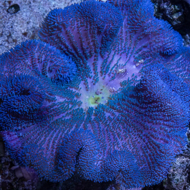 Blue Haddon's Carpet Anemone