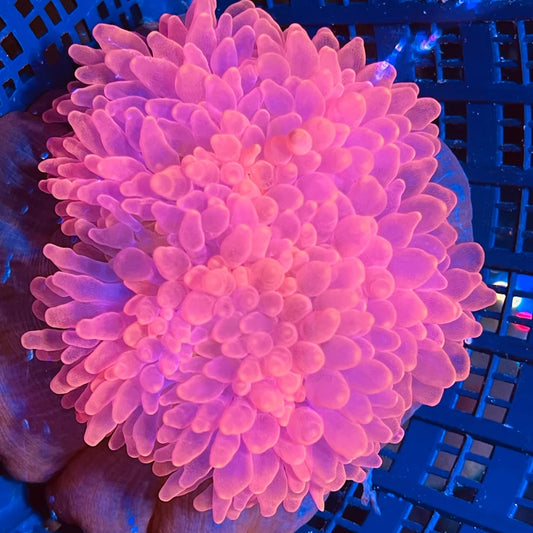 Rose Special Ultra Bubble Tip Anemone