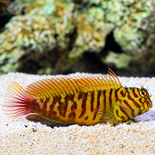 Chestnut Blenny