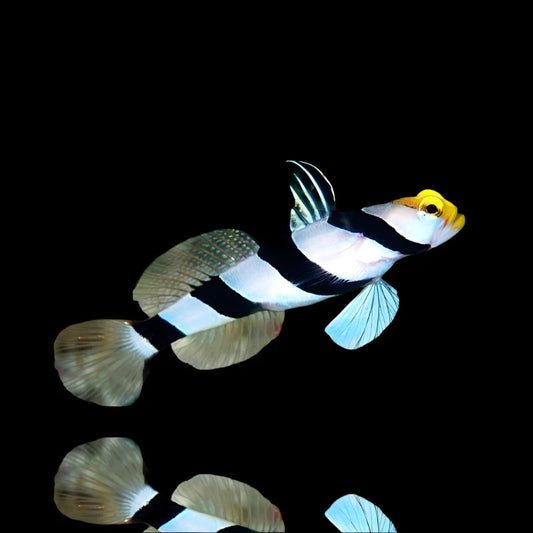 A small striped fish with a yellow face, black and white body, and blue-green fins, shown against a solid black background.