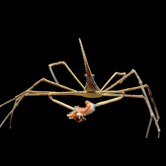 Arrow Crab