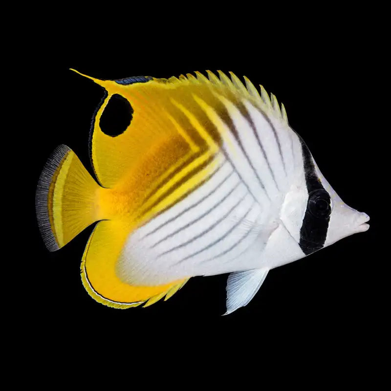 Auriga Butterflyfish