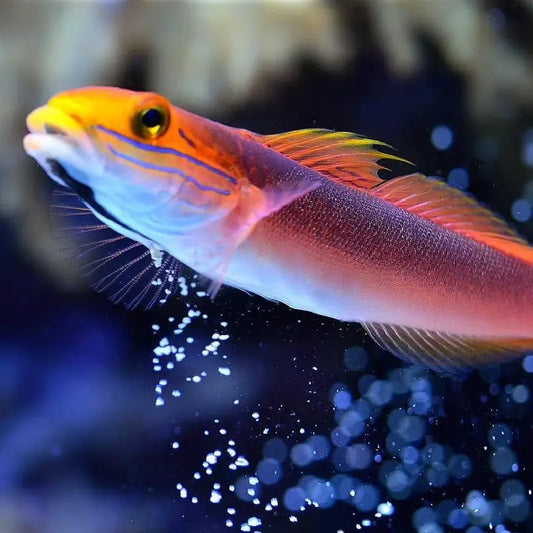 Fish sifting sand