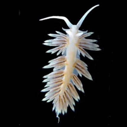 Berghia Nudibranchs