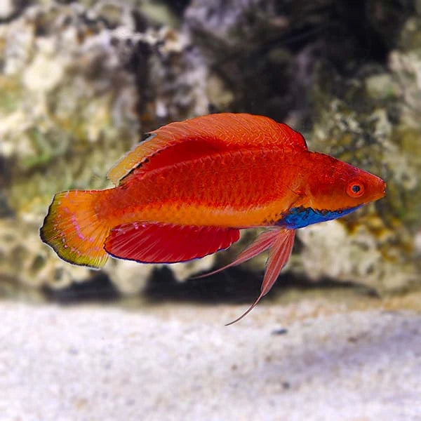 Blue Throat Fairy Wrasse (Cirrhilabrus cyanogularis)