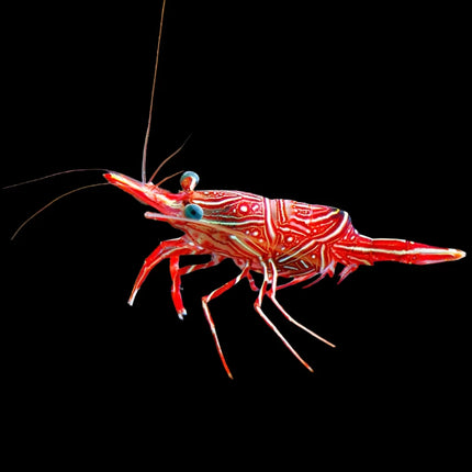 Camel Shrimp
