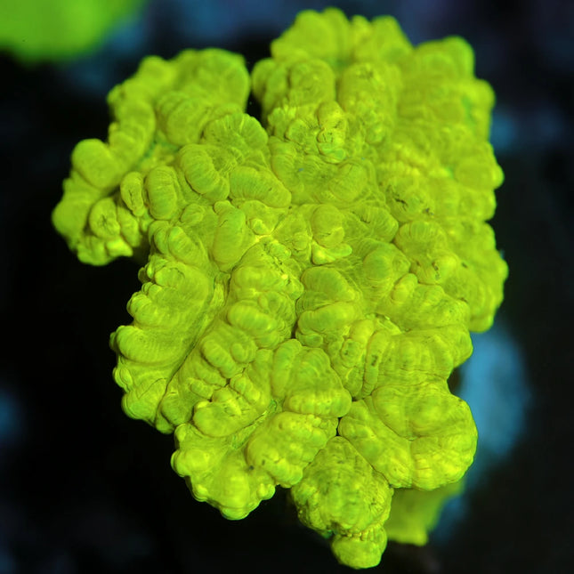 Candi Neon Green