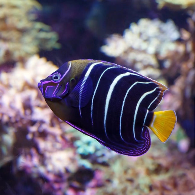 Chrysurus Angelfish