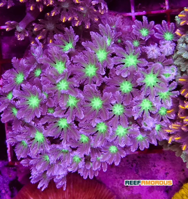 Clavularia Glove Polyps - Colony