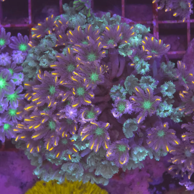 Cloves Coral mixed colors