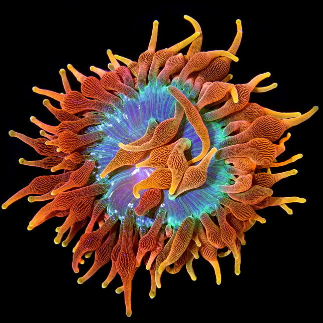 Colorado Sunburst Bubble Tip Anemone