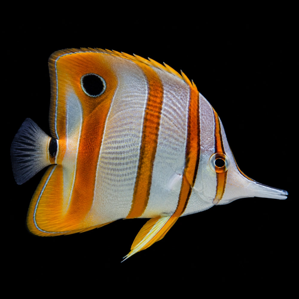 Copperband Butterflyfish