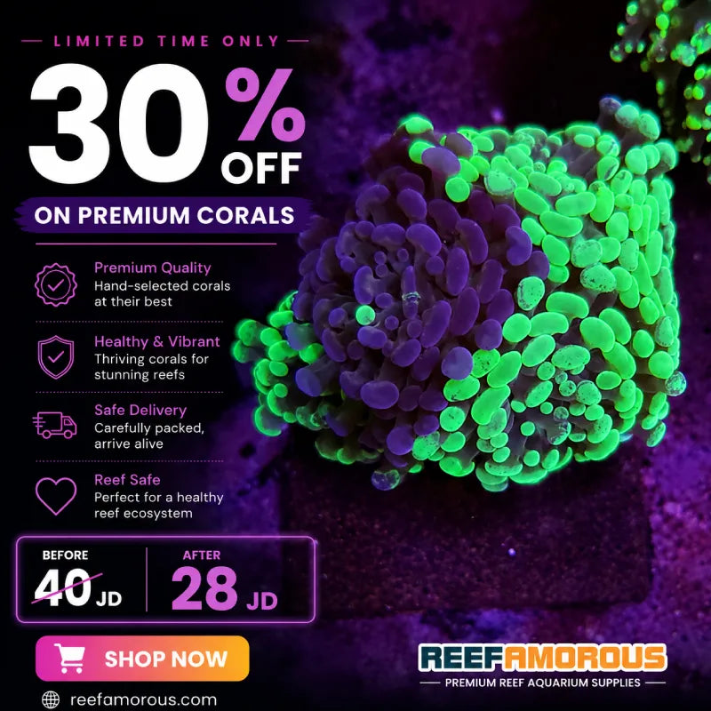 Crafted Hammer Coral