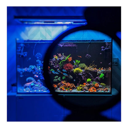 D-D - Coral Colour Lens XL - Reefamorous