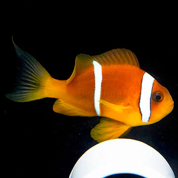 Two Banded Clownfish