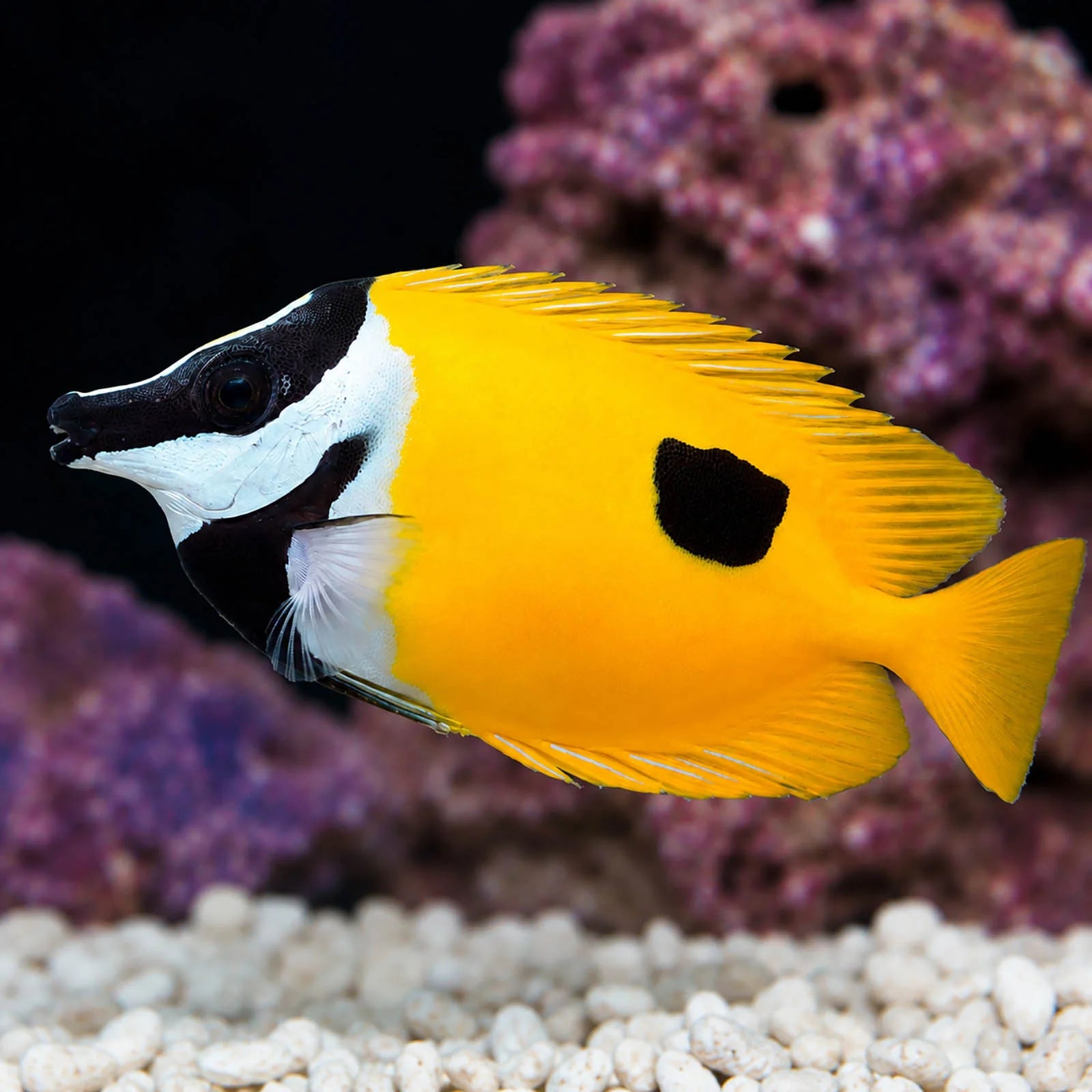 Yellow fish with a black spot in an aquarium setting