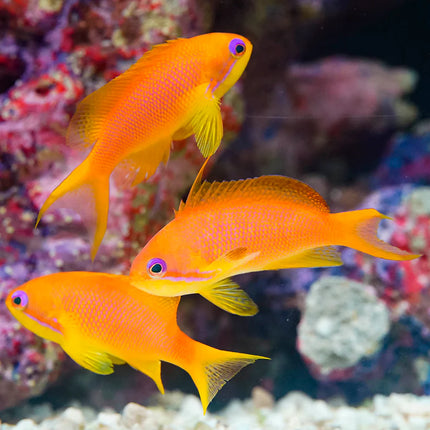Lyretail Anthias