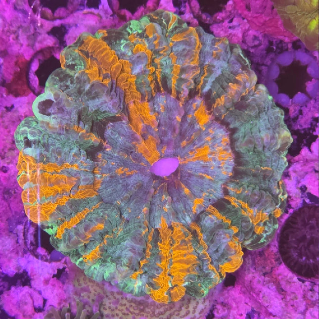 Donut Coral Multi Colors